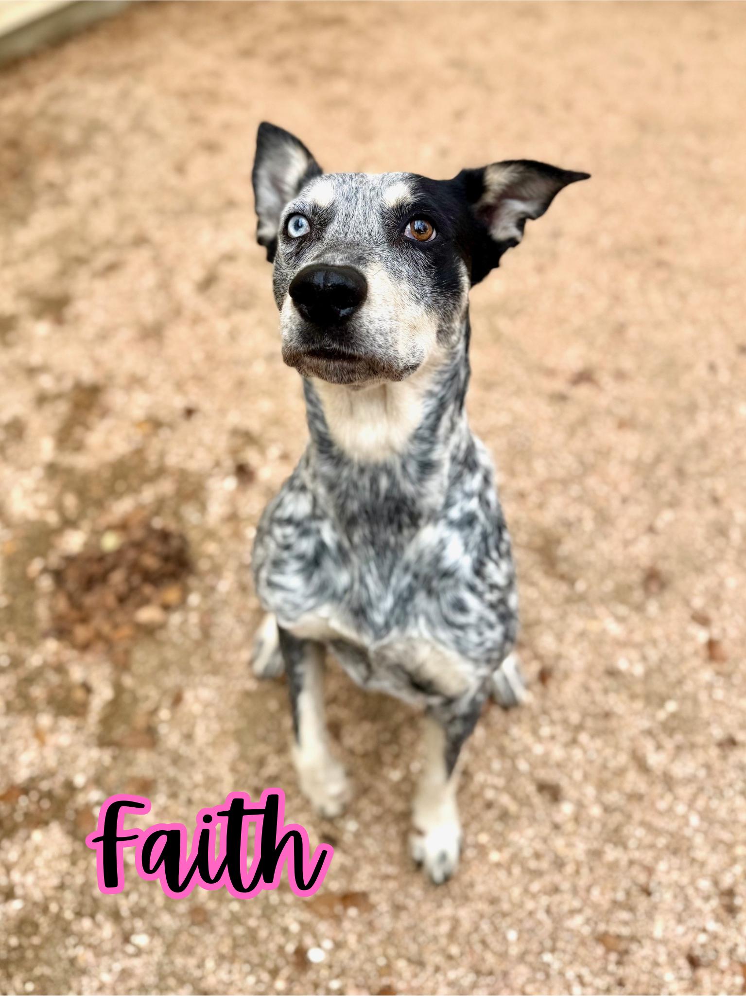 Faith, ADOPTABLE, Adult Female Australian Cattle Dog / Blue Heeler.