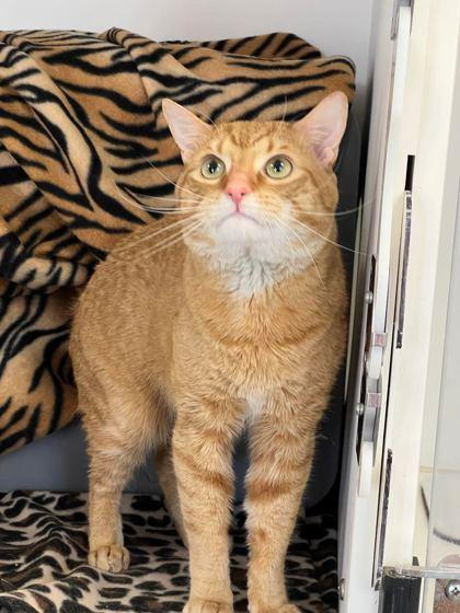 High King Elliot - Barn Buddy, Adoptable, Adult Male Domestic Short Hair & Domestic Short Hair.
