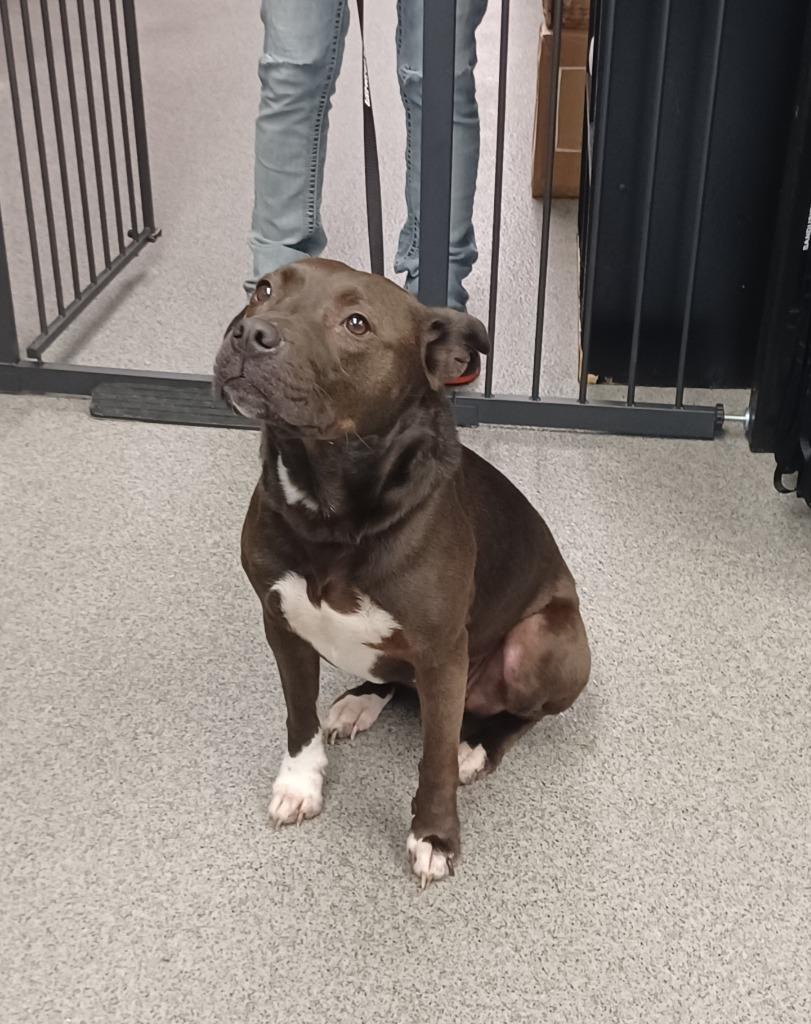 Enlarge SUNSHINE, a Adoptable mixed breed in Fremont, OH image 1/1