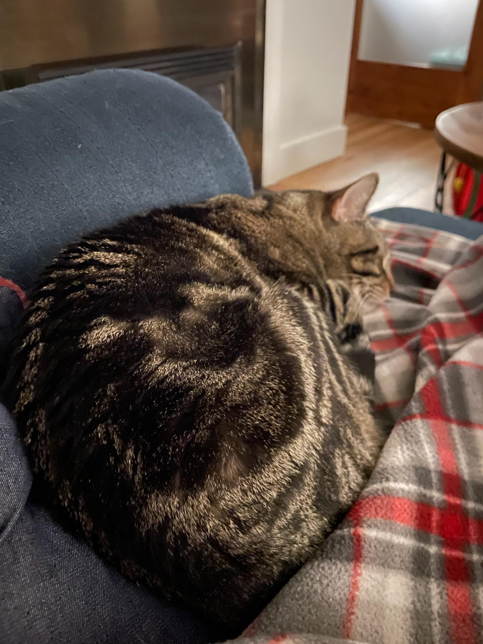 Enlarge Hemmingway and Faulkner, a ADOPTABLE Domestic Short Hair in Melrose, MA image 1/6