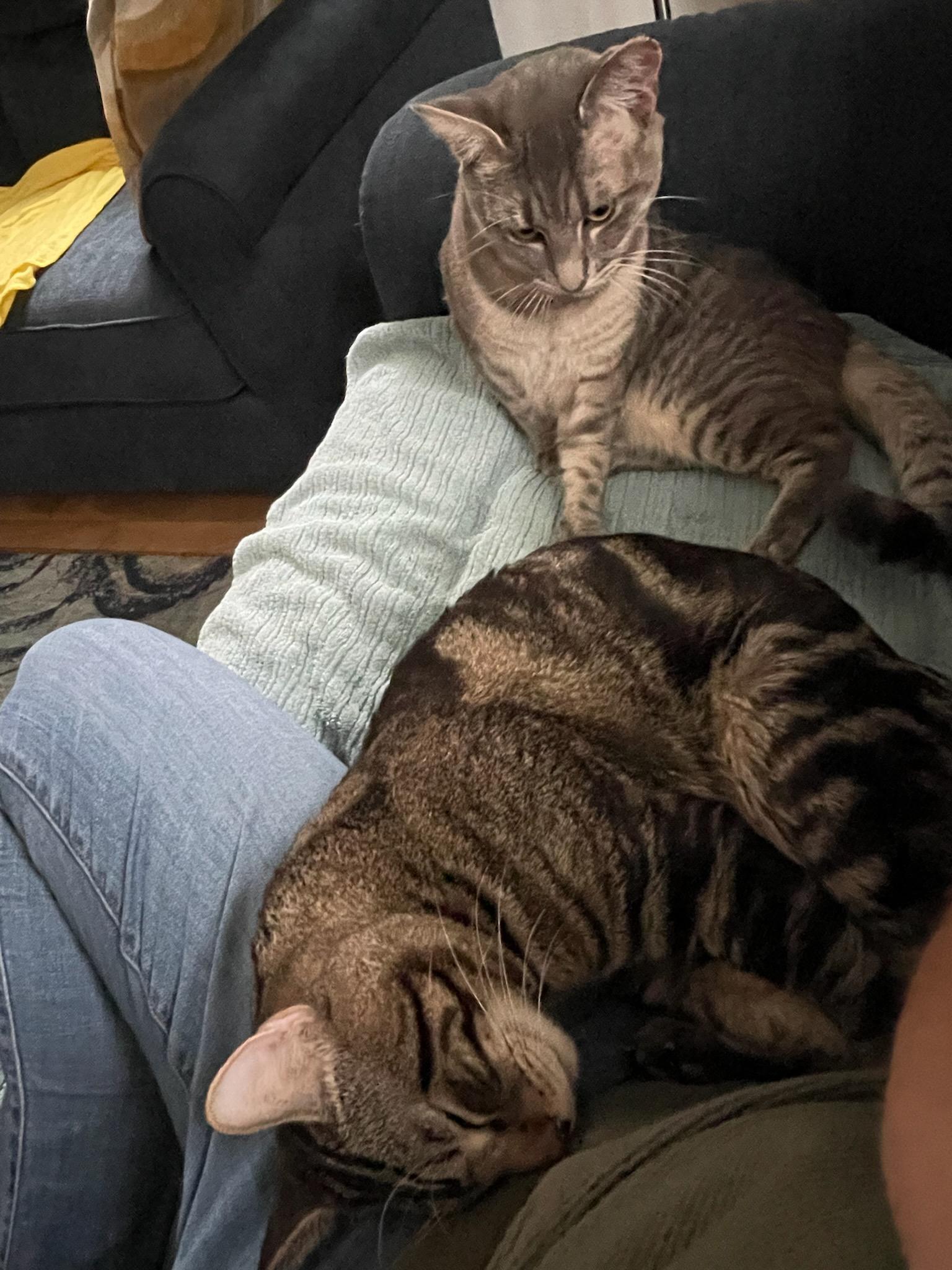 Enlarge Hemmingway and Faulkner, a ADOPTABLE Domestic Short Hair in Melrose, MA image 2/6