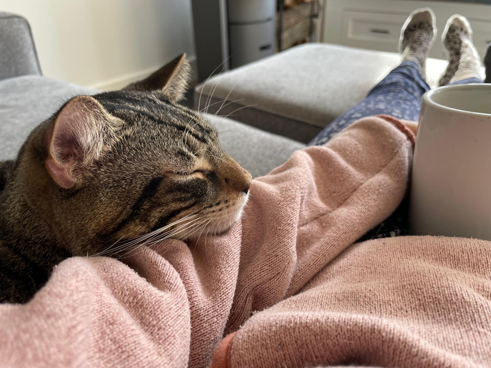 Enlarge Hemmingway and Faulkner, a ADOPTABLE Domestic Short Hair in Melrose, MA image 3/6