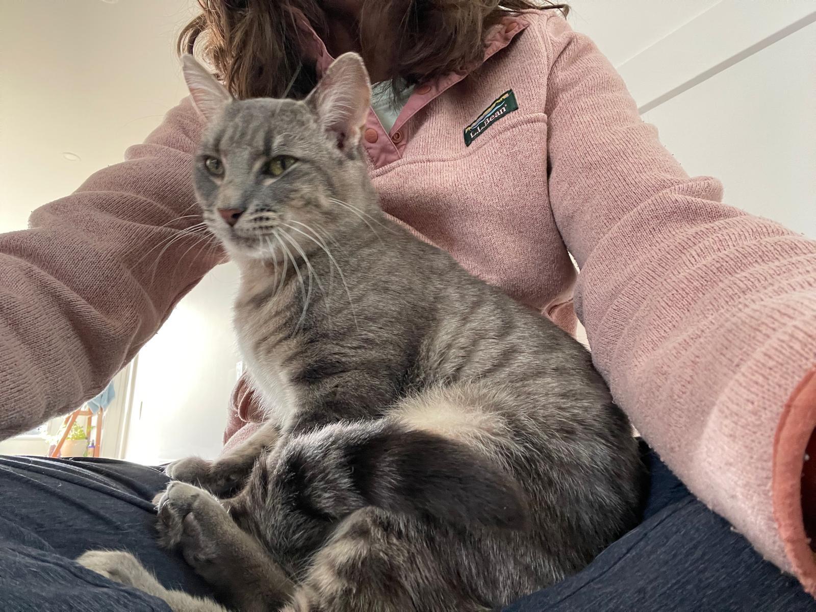 Enlarge Hemmingway and Faulkner, a ADOPTABLE Domestic Short Hair in Melrose, MA image 4/6