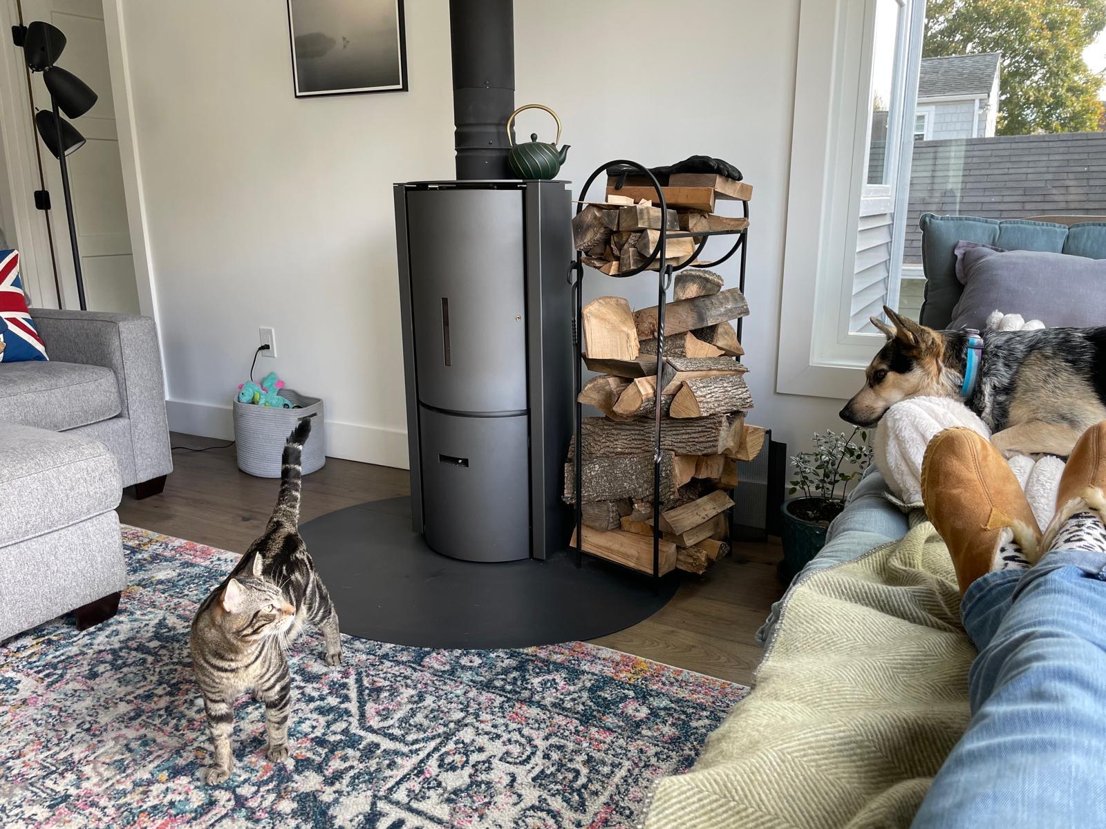 Enlarge Hemmingway and Faulkner, a ADOPTABLE Domestic Short Hair in Melrose, MA image 5/6