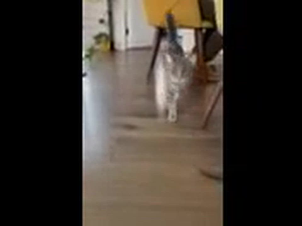 Enlarge Hemmingway and Faulkner, a ADOPTABLE Domestic Short Hair in Melrose, MA video 6/6