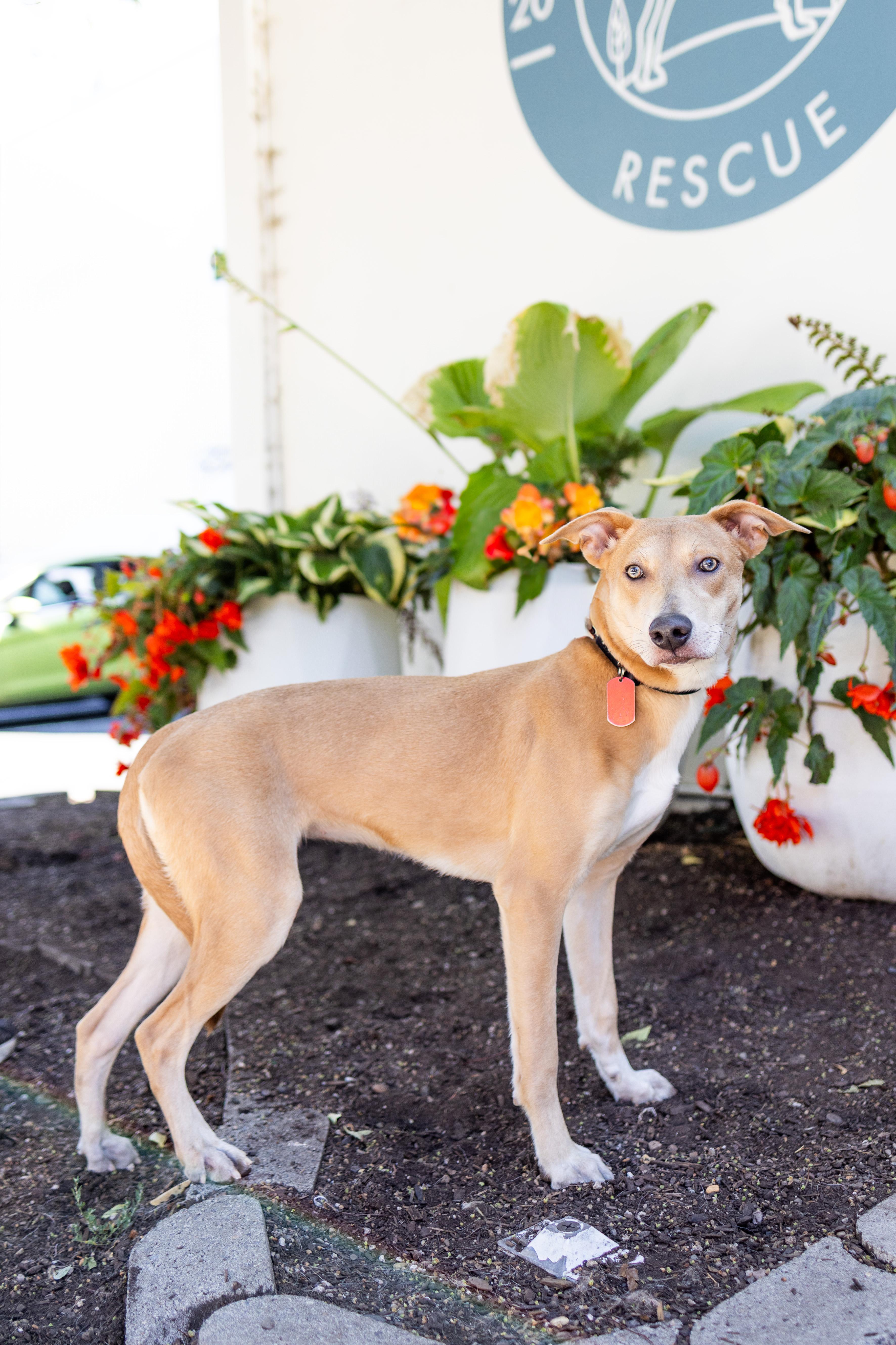 Calypso, Adoptable, Young Female Mixed Breed.