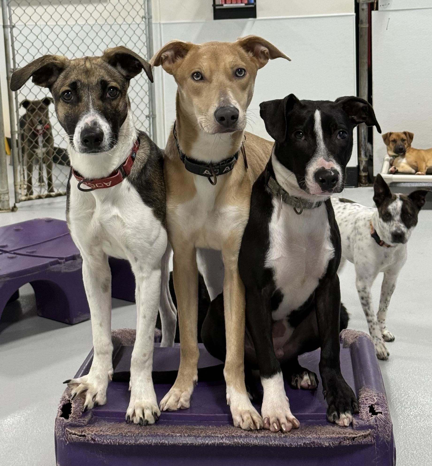 Enlarge Calypso, a Adoptable mixed breed in Portland, OR image 2/2