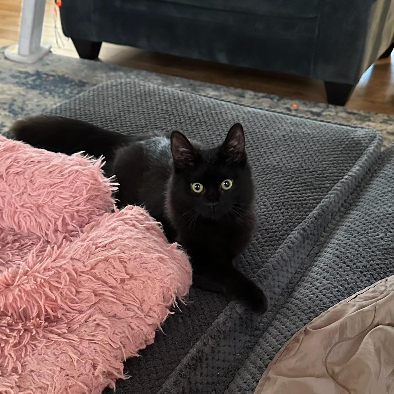 Onyx & Sable, a Adoptable Domestic Medium Hair in Salem, MA image 3/4