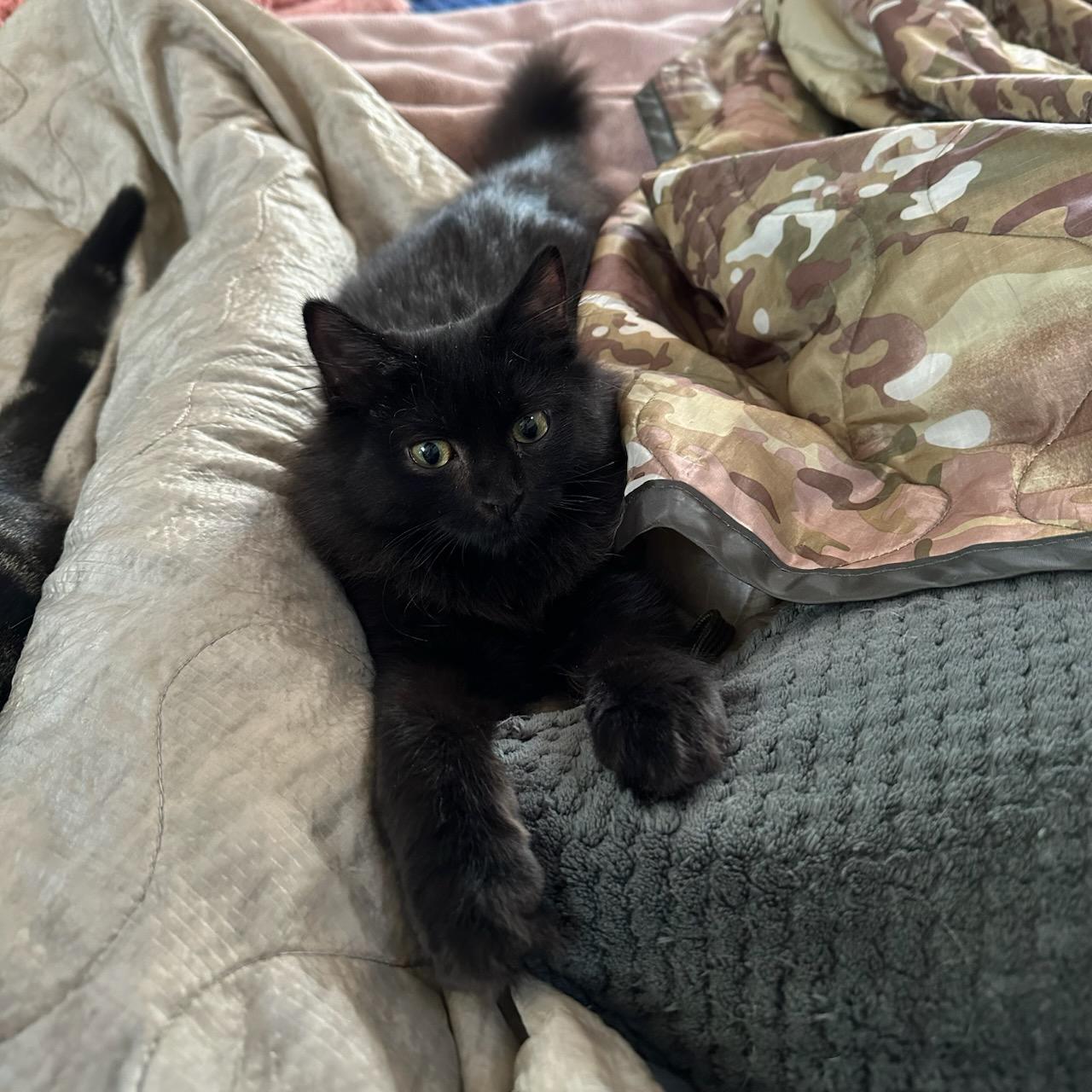 Onyx & Sable, a Adoptable Domestic Medium Hair in Salem, MA image 4/4