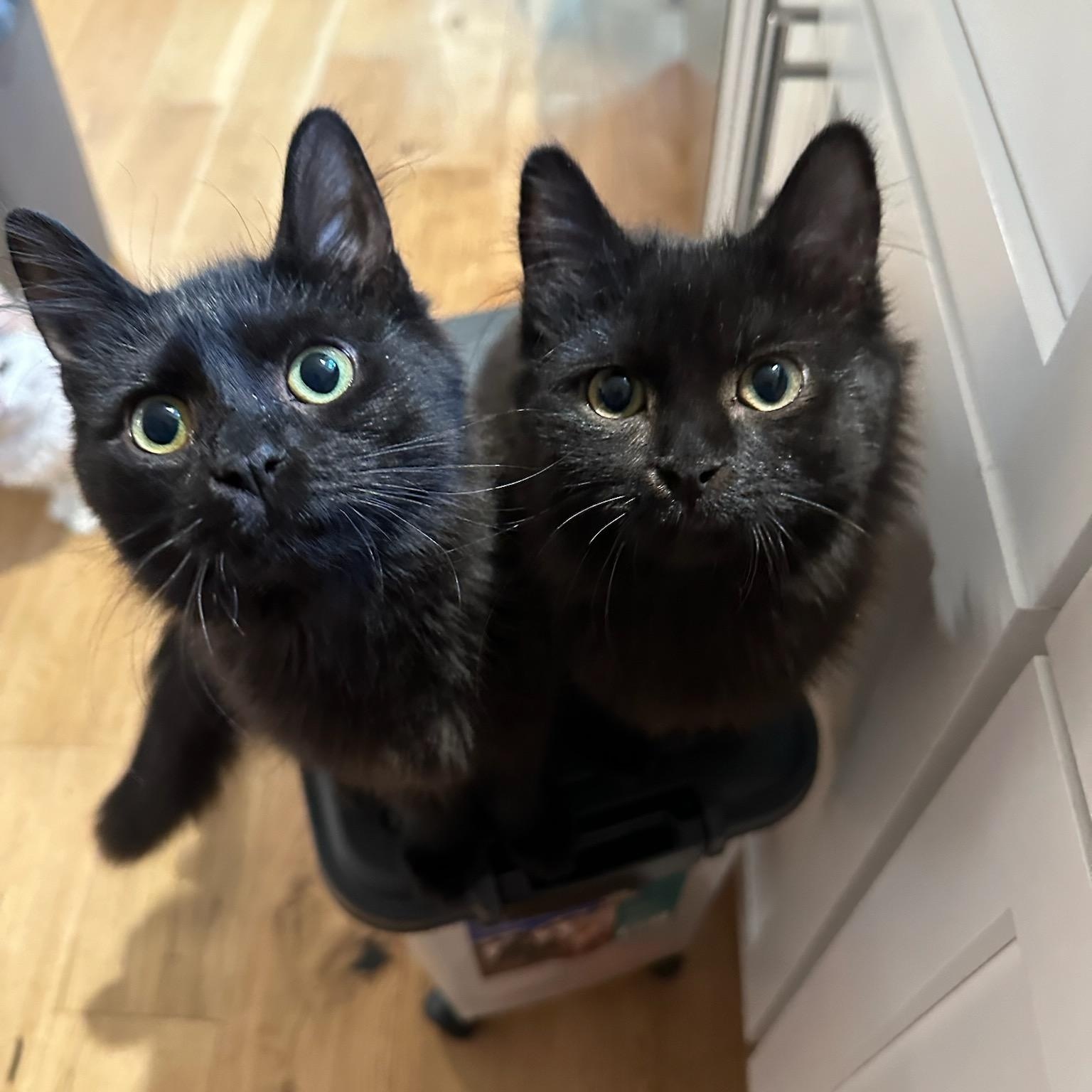 Onyx & Sable, a Adoptable Domestic Medium Hair in Salem, MA image 1/4