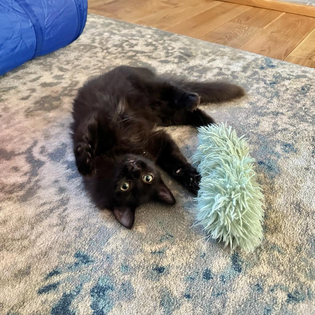 Onyx & Sable, a Adoptable Domestic Medium Hair in Salem, MA image 2/4