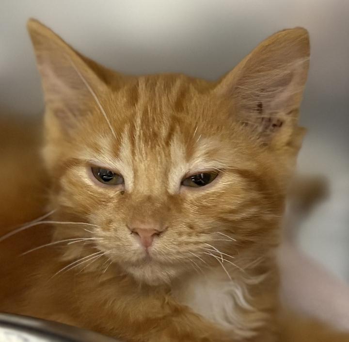Enlarge Alya, an adopted Domestic Short Hair in Jackson, MI image 1/3
