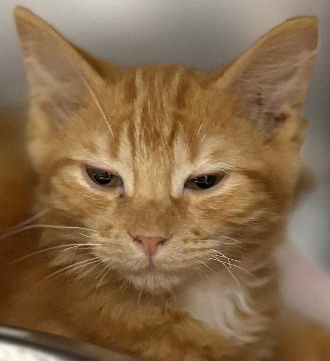 Enlarge Alya, an adopted Domestic Short Hair in Jackson, MI image 2/3