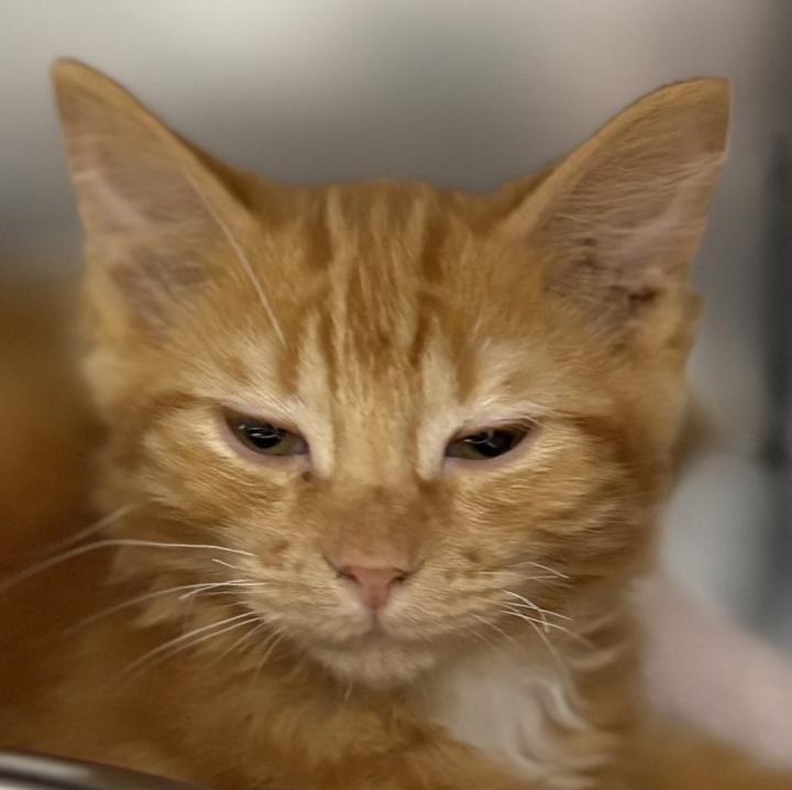 Enlarge Alya, an adopted Domestic Short Hair in Jackson, MI image 3/3