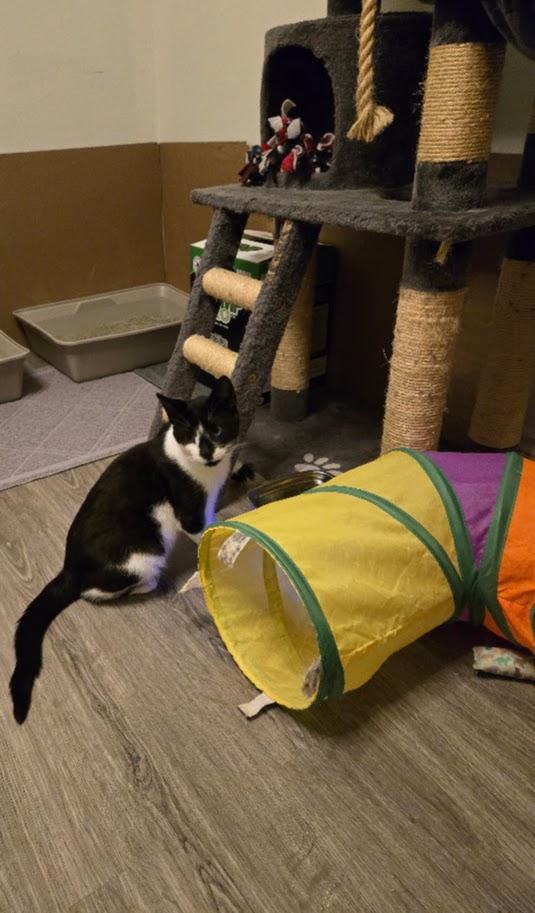 Enlarge Mikey, a Adoptable Tuxedo in Brantford, ON image 3/3