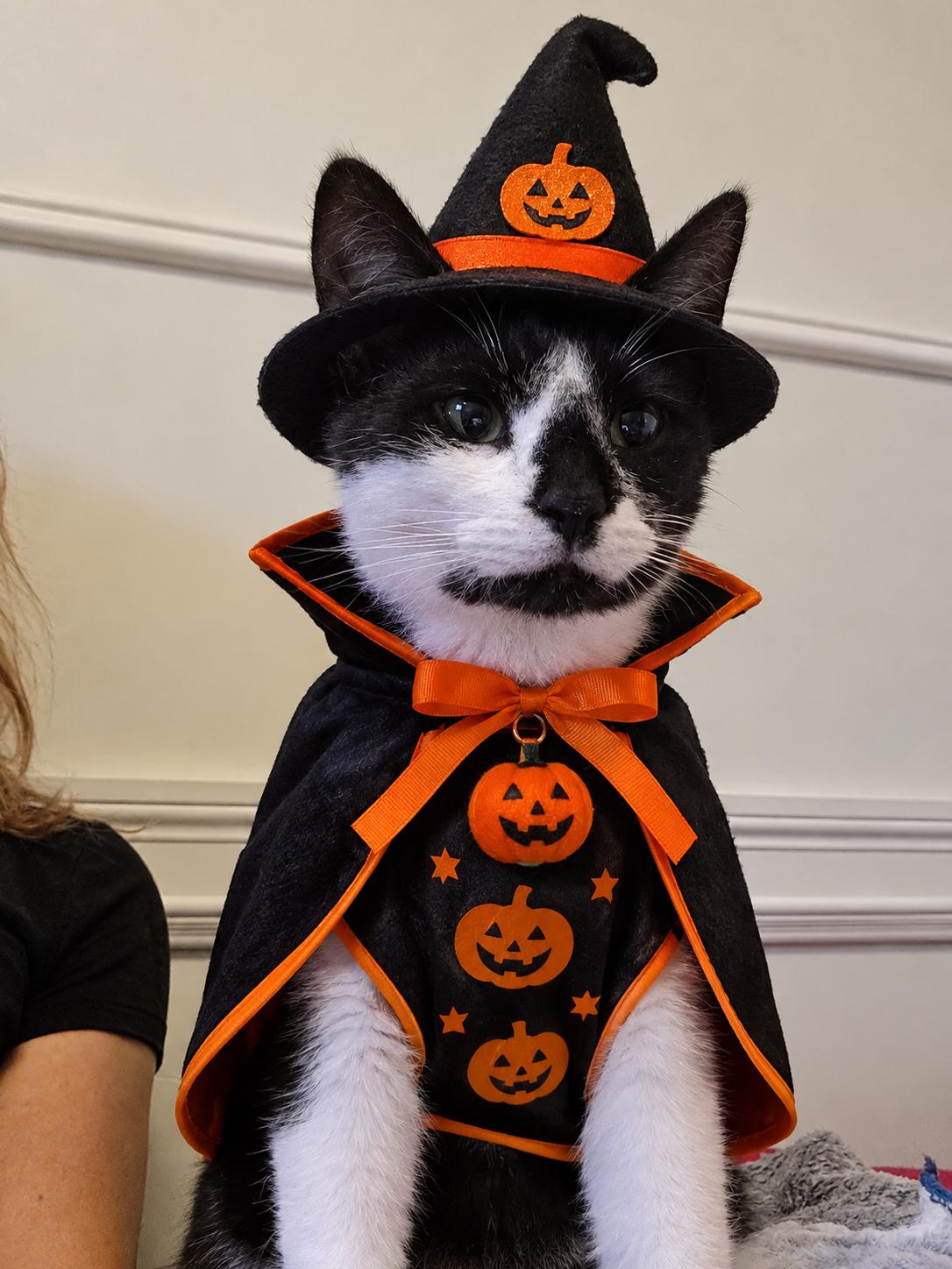 Enlarge Mikey, a Adoptable Tuxedo in Brantford, ON image 2/3