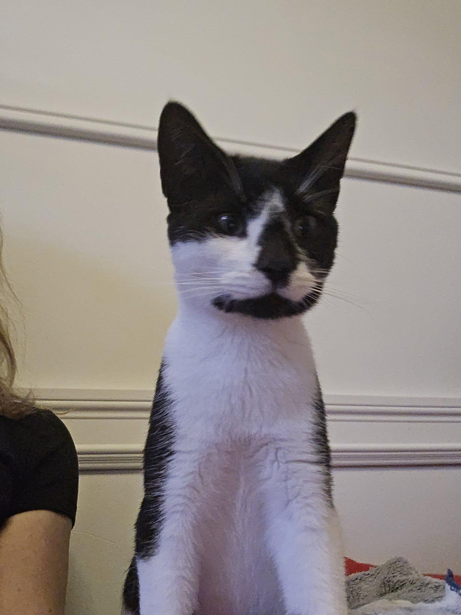 Mikey, Adoptable, Young Male Tuxedo.