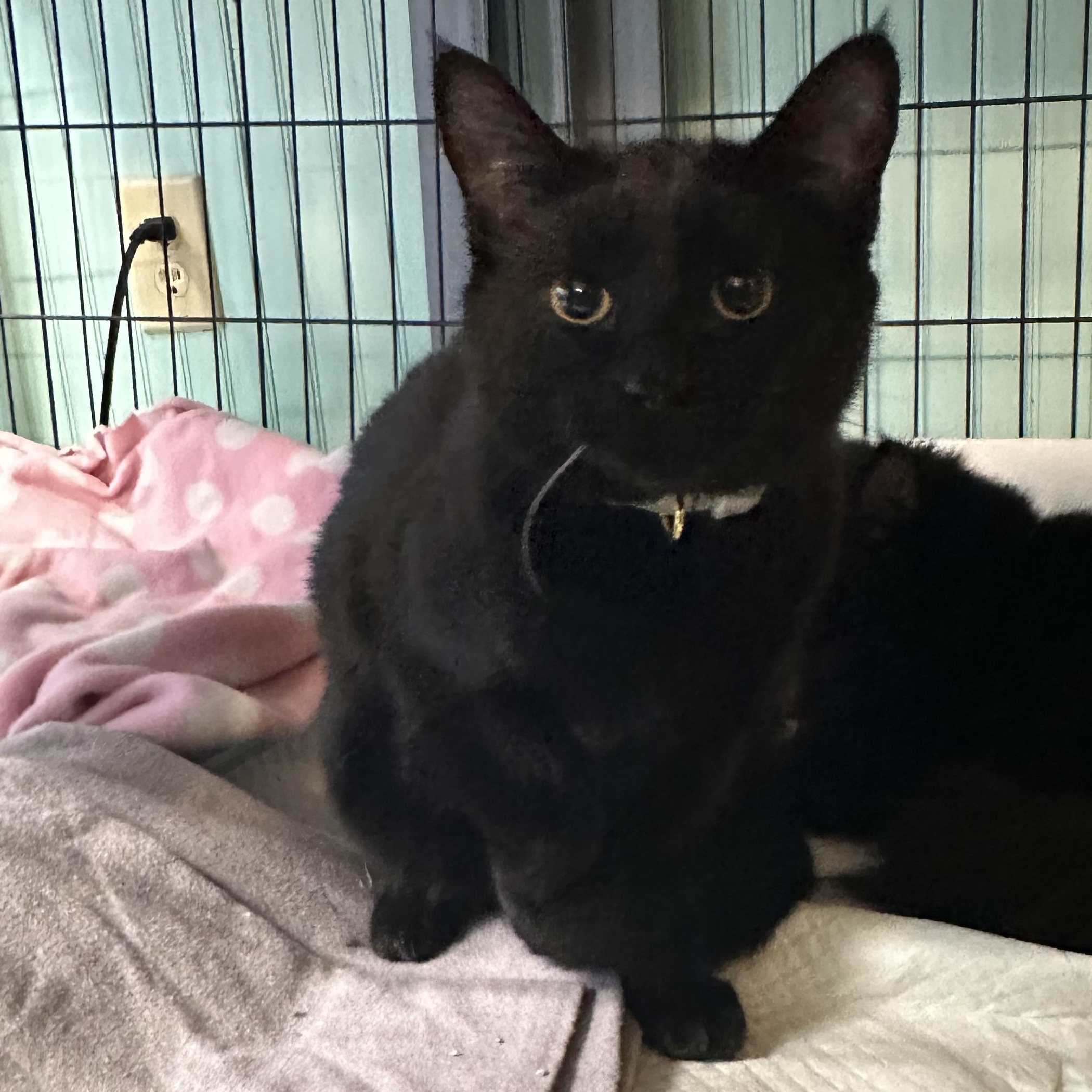 Enlarge Ari, a Adoptable Domestic Short Hair in DuBois, PA image 1/1