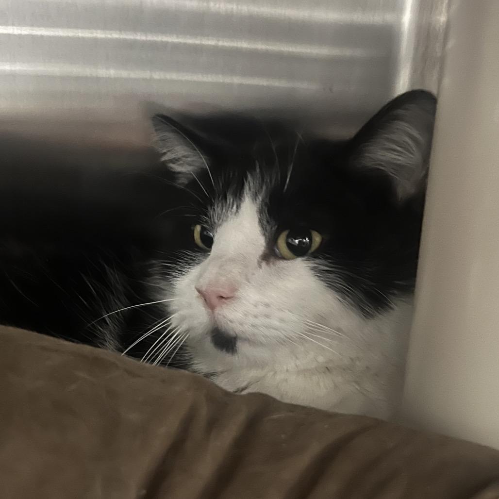 Quest, Adoptable, Adult Female Domestic Short Hair.