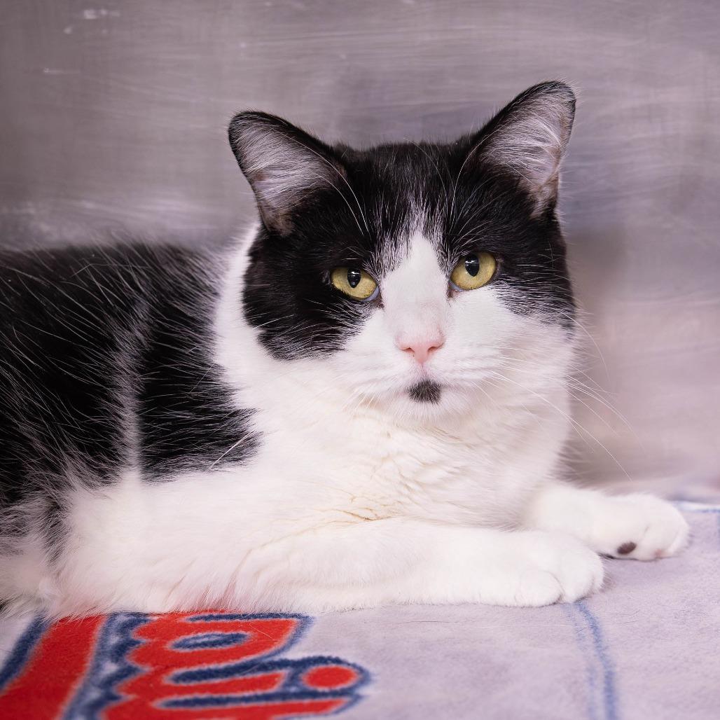 Enlarge Quest, a Adoptable Domestic Short Hair in Mentor, OH image 2/2