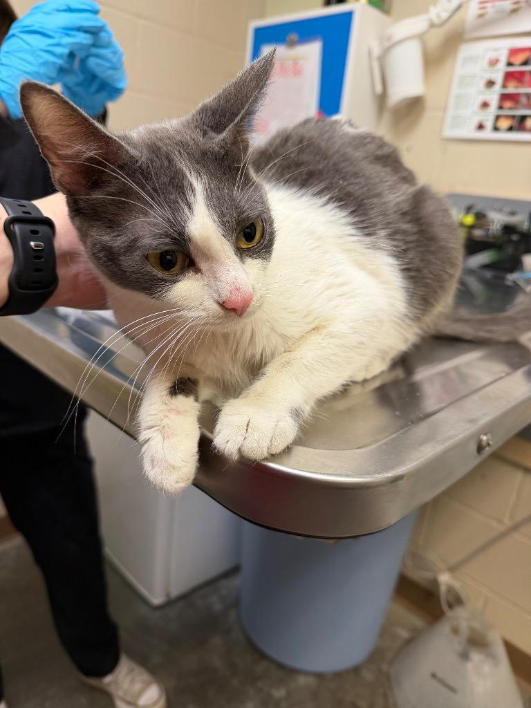 PEACHES, Adoptable, Young Female Domestic Short Hair.