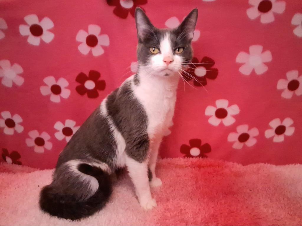 Enlarge PEACHES, a Adoptable mixed breed in Wintersville, OH image 2/4