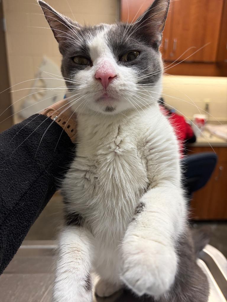 Enlarge PEACHES, a Adoptable mixed breed in Wintersville, OH image 3/4