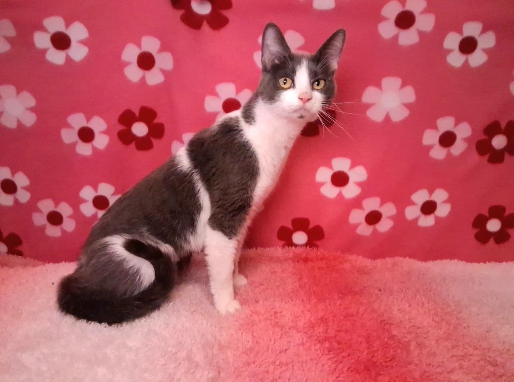 Enlarge PEACHES, a Adoptable mixed breed in Wintersville, OH image 4/4