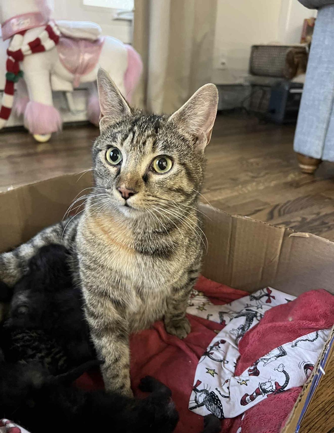 Enlarge Nora Ched & Naomi Ched, an adoption pending Domestic Short Hair in Staten Island, NY image 6/6