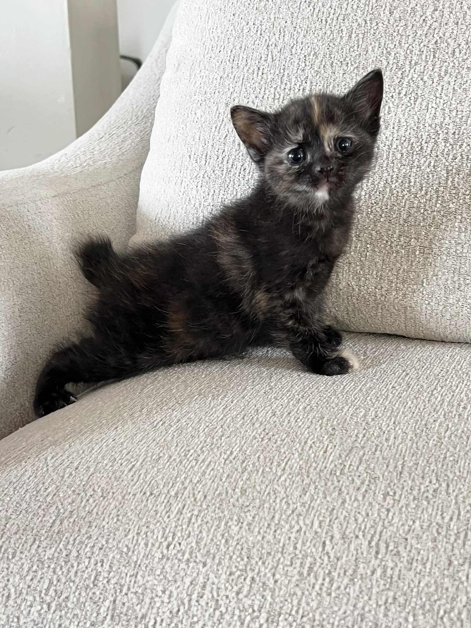 Enlarge Nora Ched & Naomi Ched, an adoption pending Domestic Short Hair in Staten Island, NY image 5/6