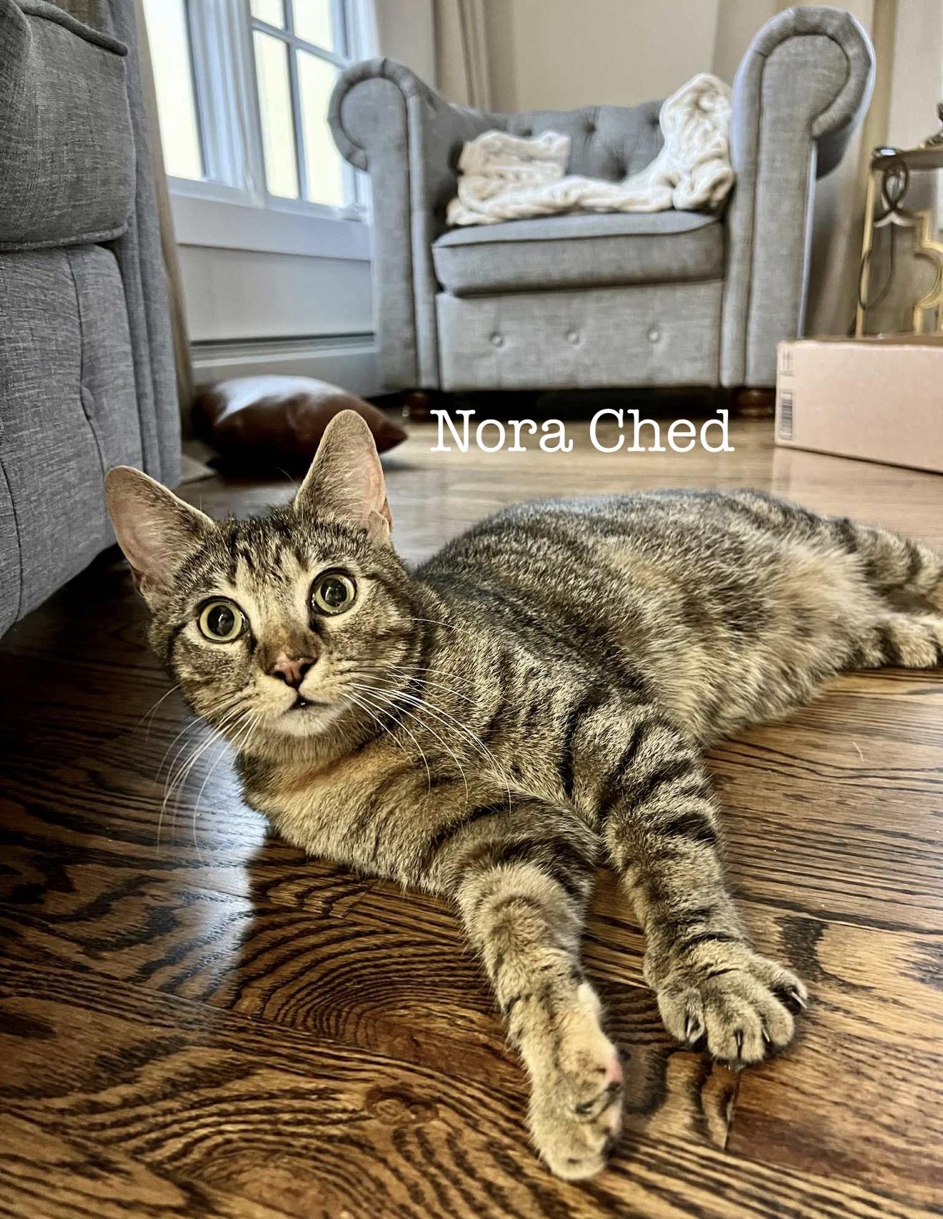 Nora Ched & Naomi Ched, ADOPTABLE, Young Female Domestic Short Hair.