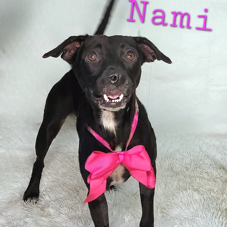 Dog for adoption Nami, a Black Labrador Retriever Mix in King of