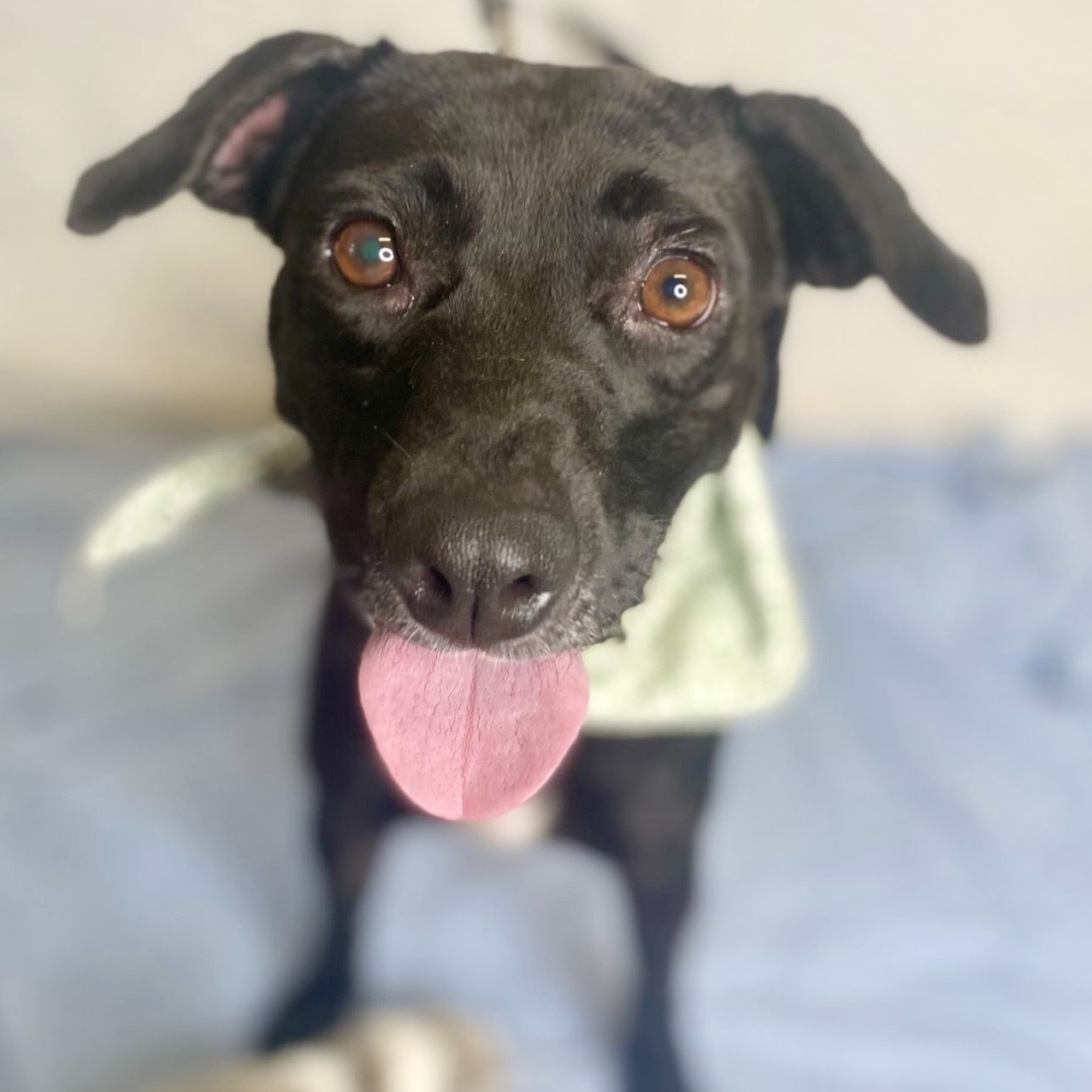 Dog for adoption Nami, a Black Labrador Retriever Mix in King of