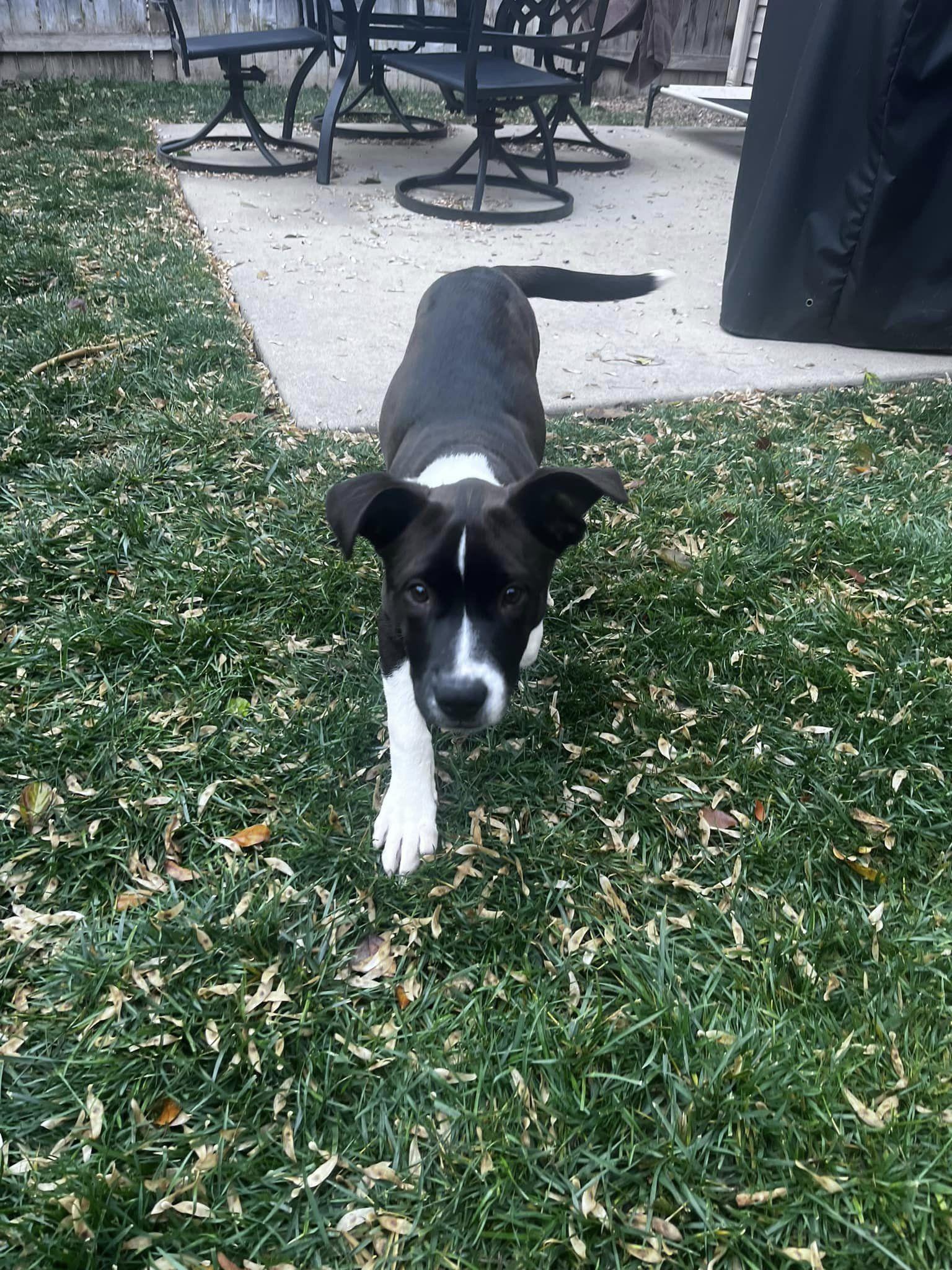 Enlarge Allie fka Alice, a Adopted mixed breed in Jerome, ID image 1/6