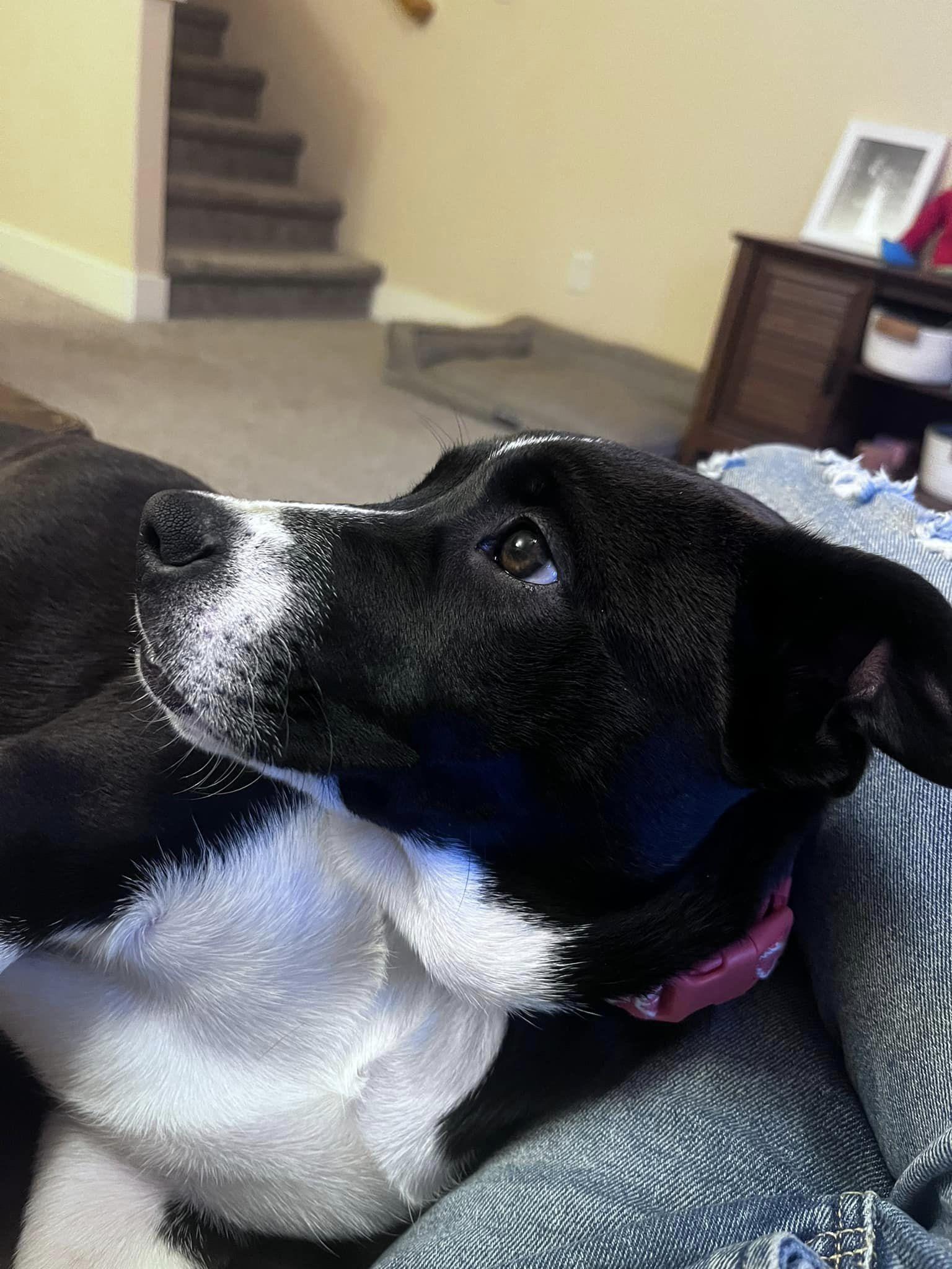 Enlarge Allie fka Alice, a Adopted mixed breed in Jerome, ID image 2/6