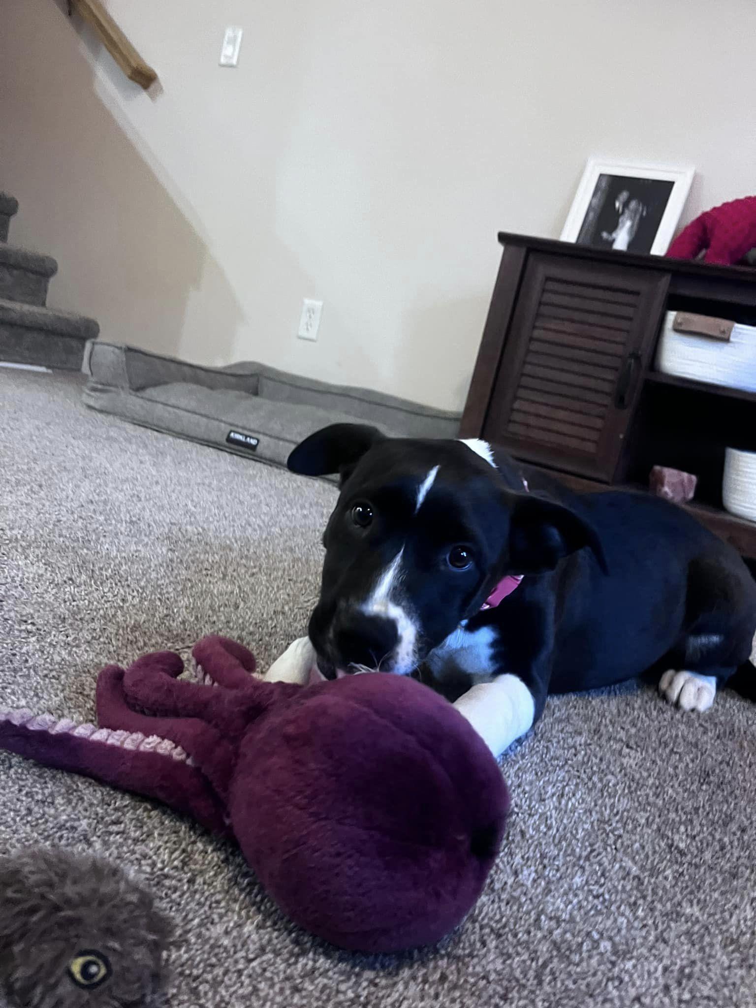 Enlarge Allie fka Alice, a Adopted mixed breed in Jerome, ID image 3/6