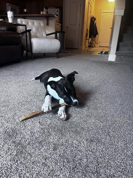 Enlarge Allie fka Alice, a Adopted mixed breed in Jerome, ID image 4/6