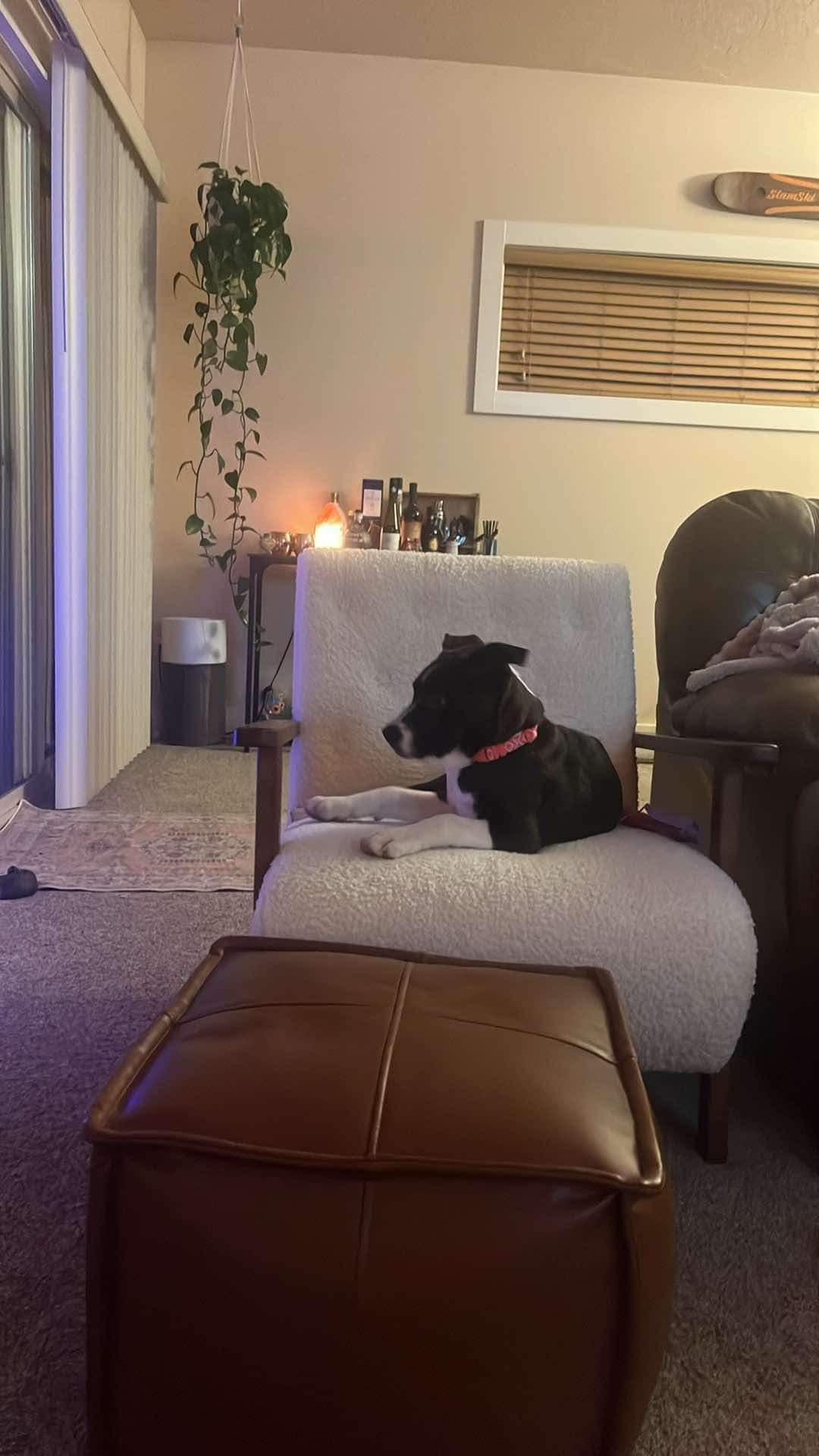 Enlarge Allie fka Alice, a Adopted mixed breed in Jerome, ID image 6/6