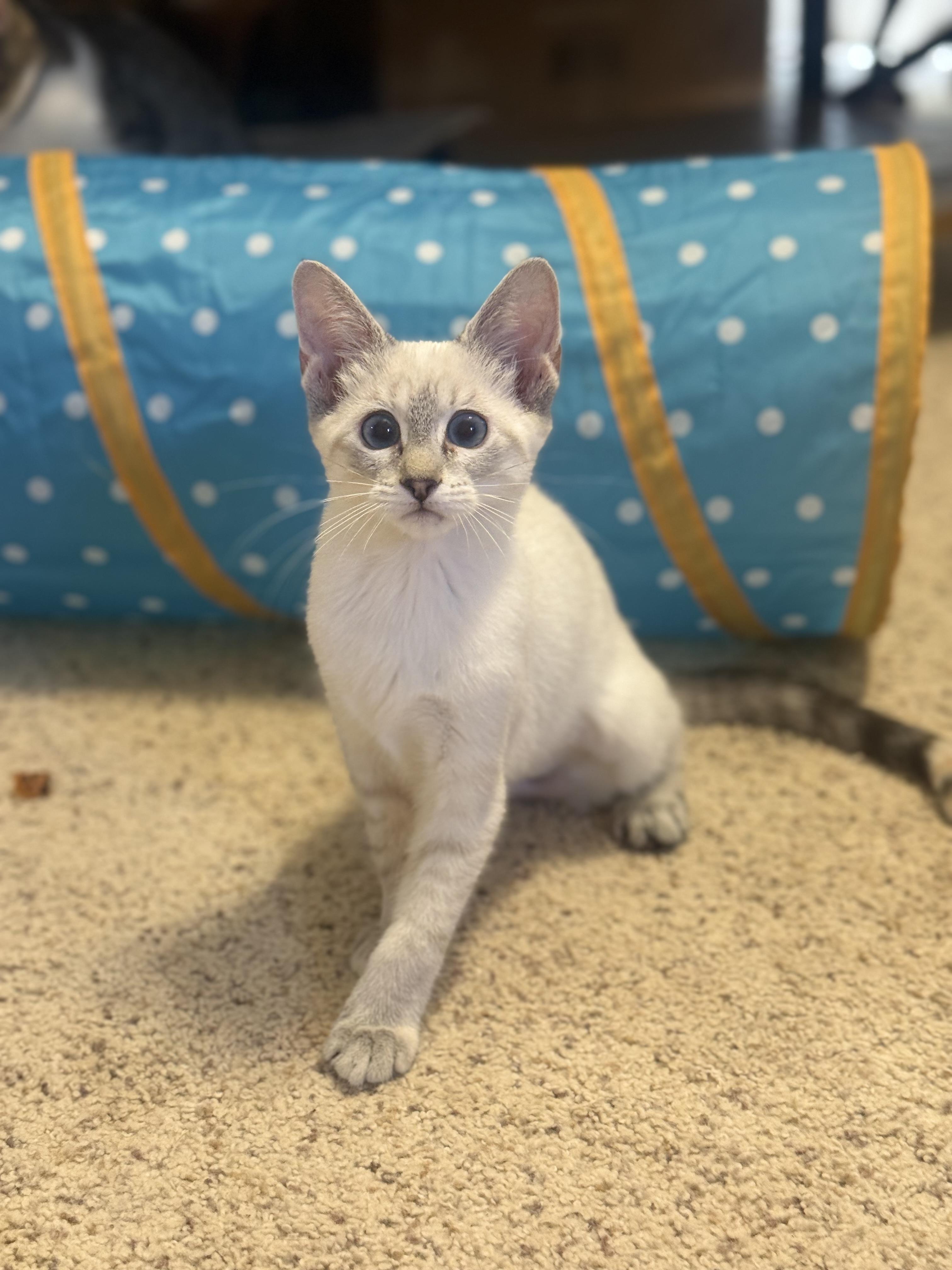 Thelma, ADOPTABLE, Kitten Female Domestic Short Hair & Siamese.