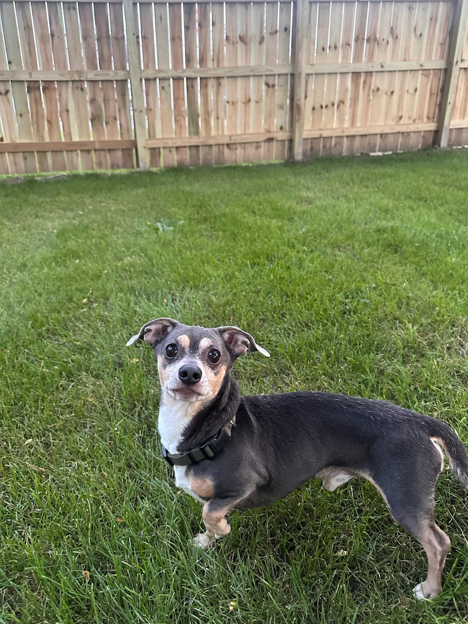 Smitty, Adoptable, Adult Male Dachshund & Chihuahua.
