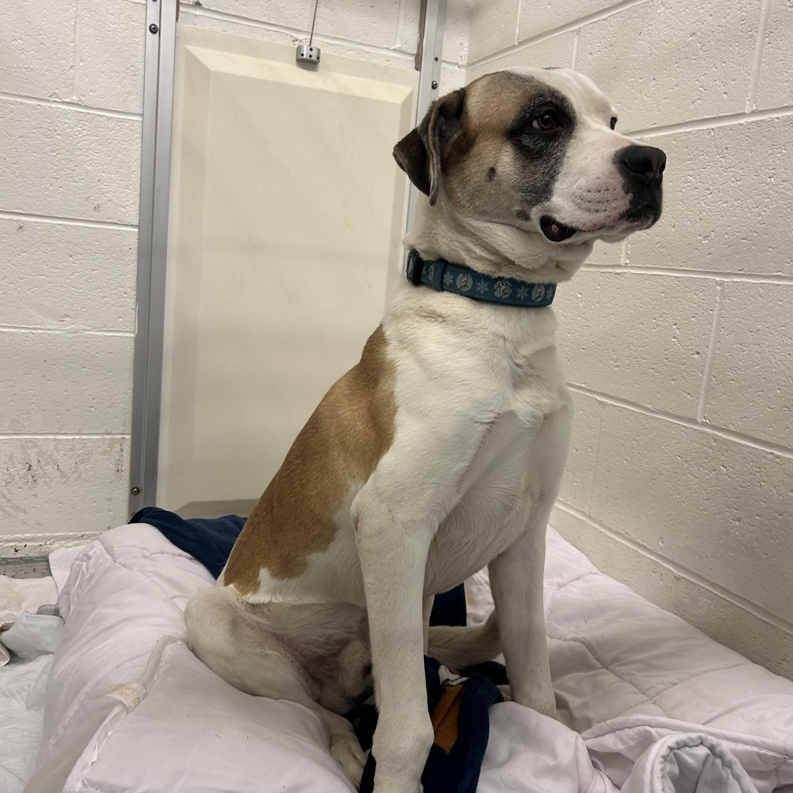 Enlarge Barkus, a Adoptable Mixed Breed in McCall, ID image 1/1