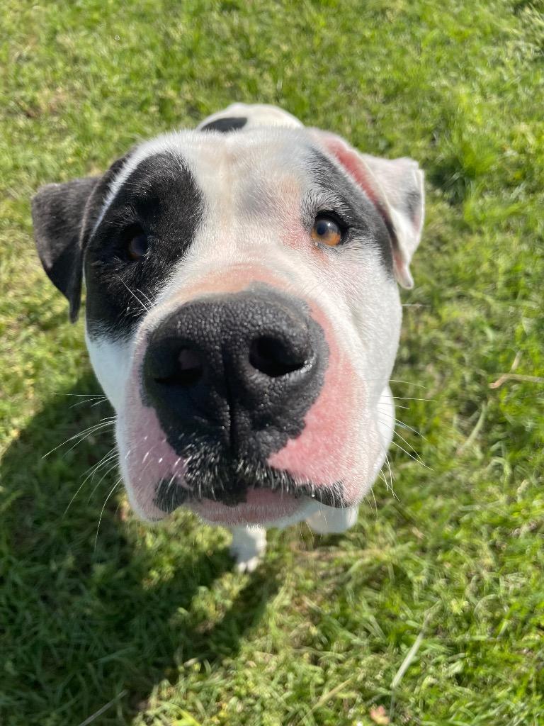 Enlarge Petey, a Adoptable American Bulldog in Nashville, GA image 1/2
