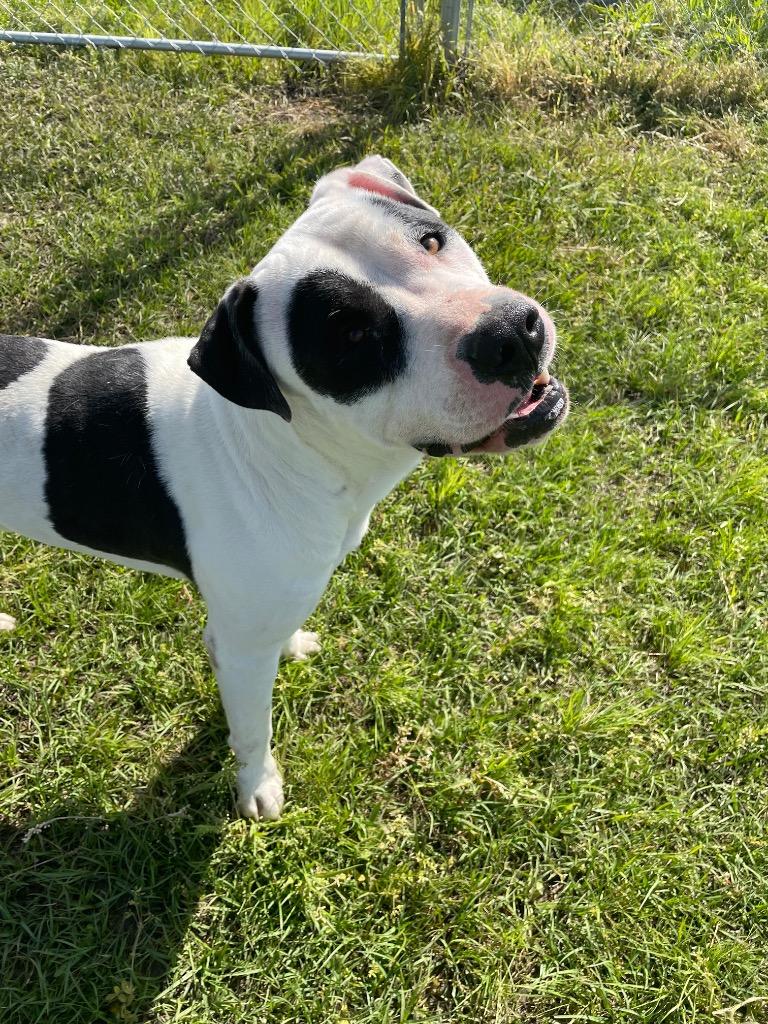 Enlarge Petey, a Adoptable American Bulldog in Nashville, GA image 2/2