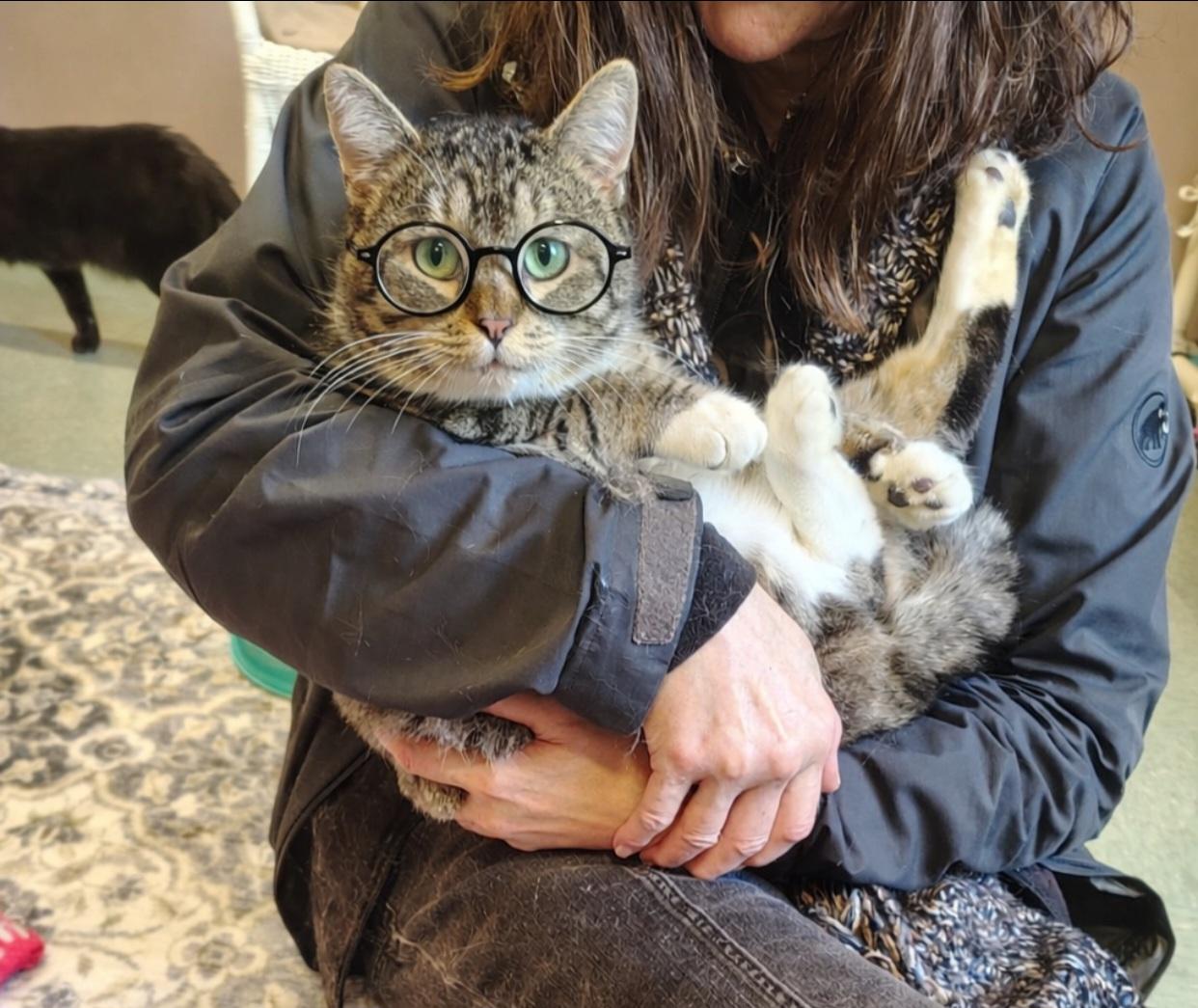 Bruno Meows, adopted, Adult Male Domestic Short Hair.