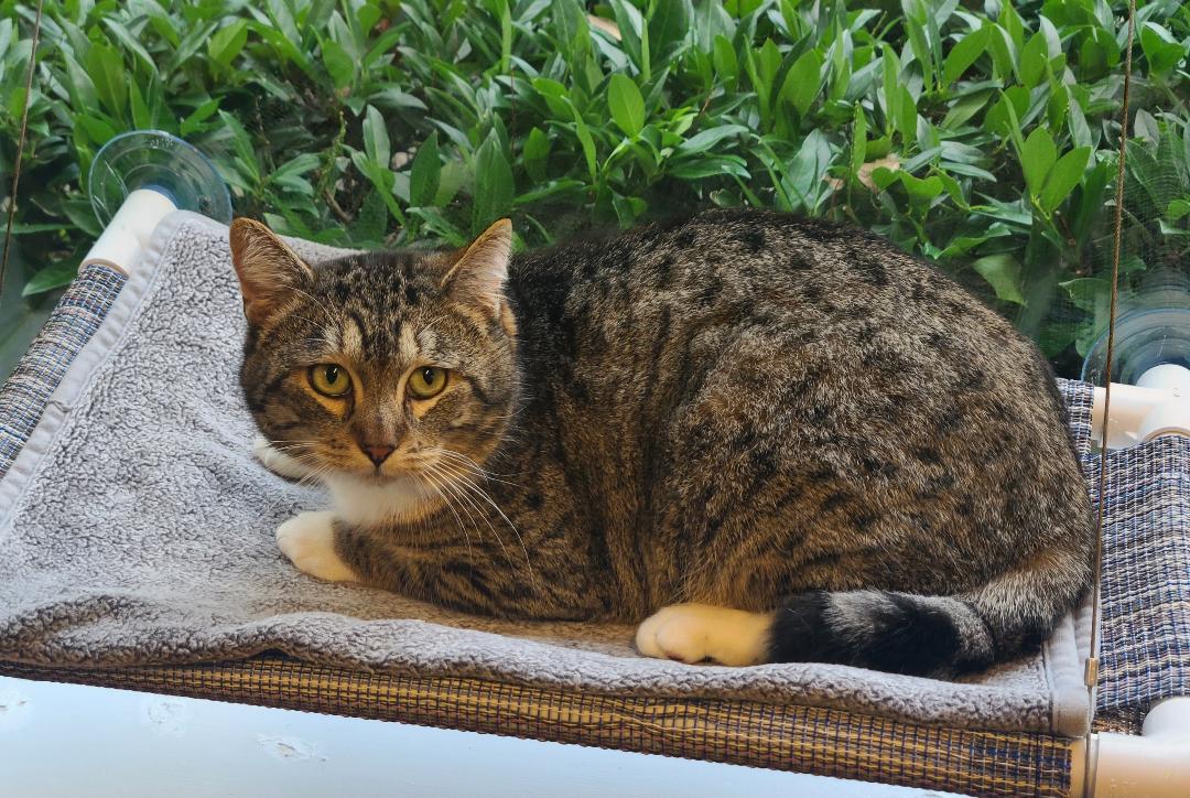 Enlarge Bruno Meows, a ADOPTABLE Domestic Short Hair in Kirkland, WA image 2/4