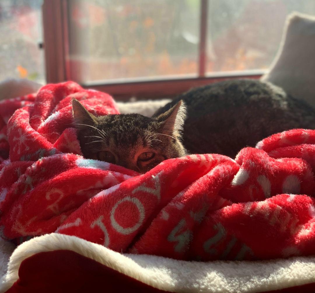 Enlarge Bruno Meows, a ADOPTABLE Domestic Short Hair in Kirkland, WA image 4/4