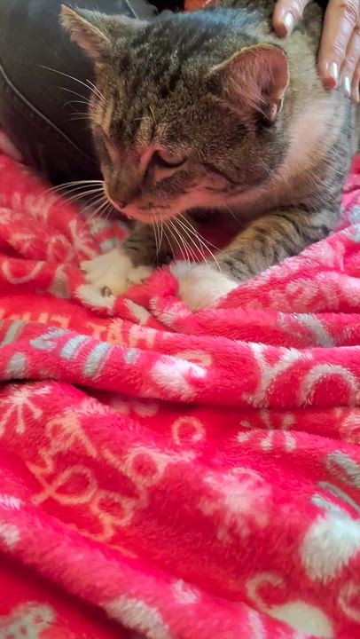 Enlarge Bruno Meows, a ADOPTABLE Domestic Short Hair in Kirkland, WA video 1/4