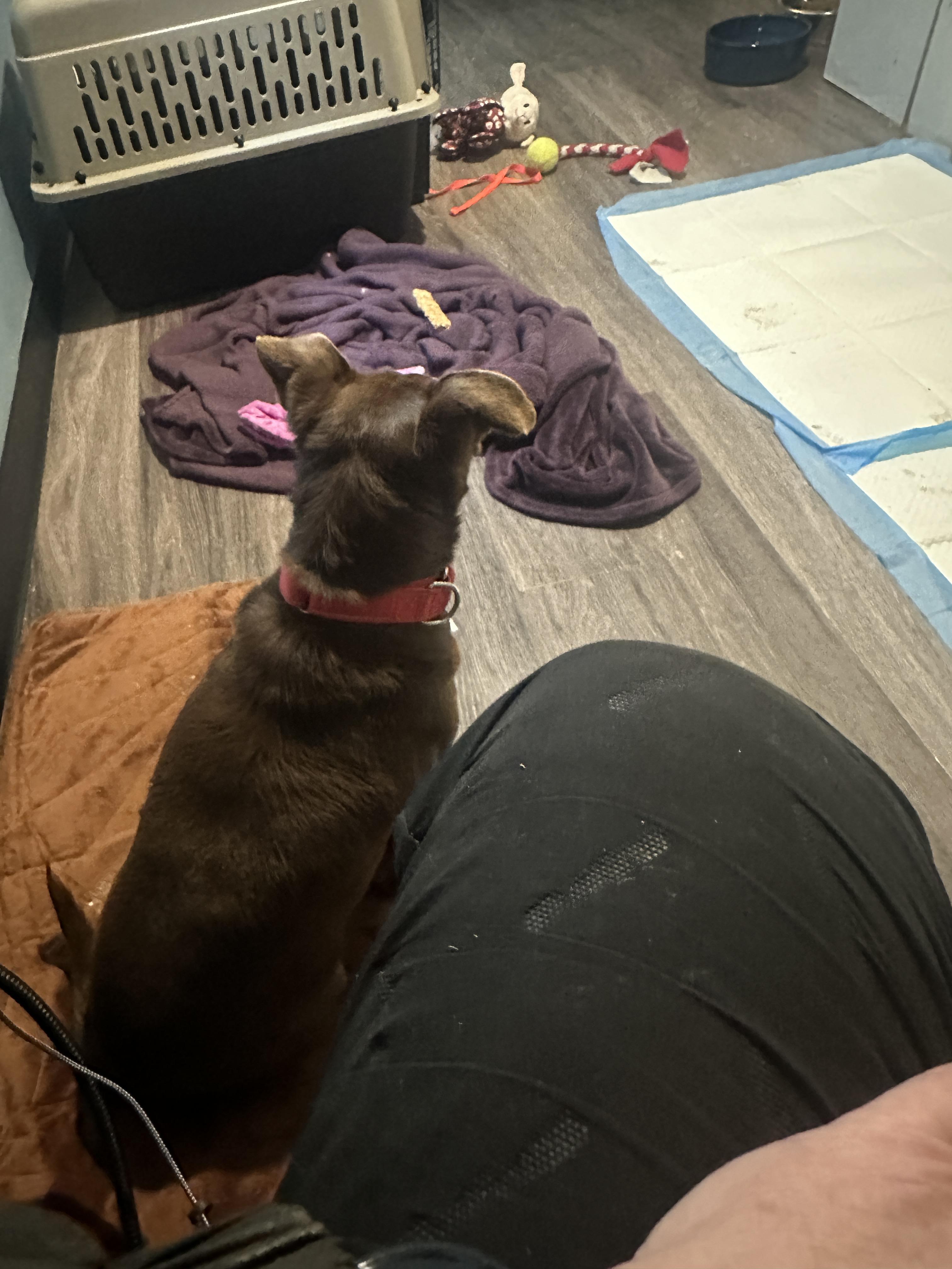 Enlarge Toby, an adopted mixed breed in Sheridan, OR image 4/4