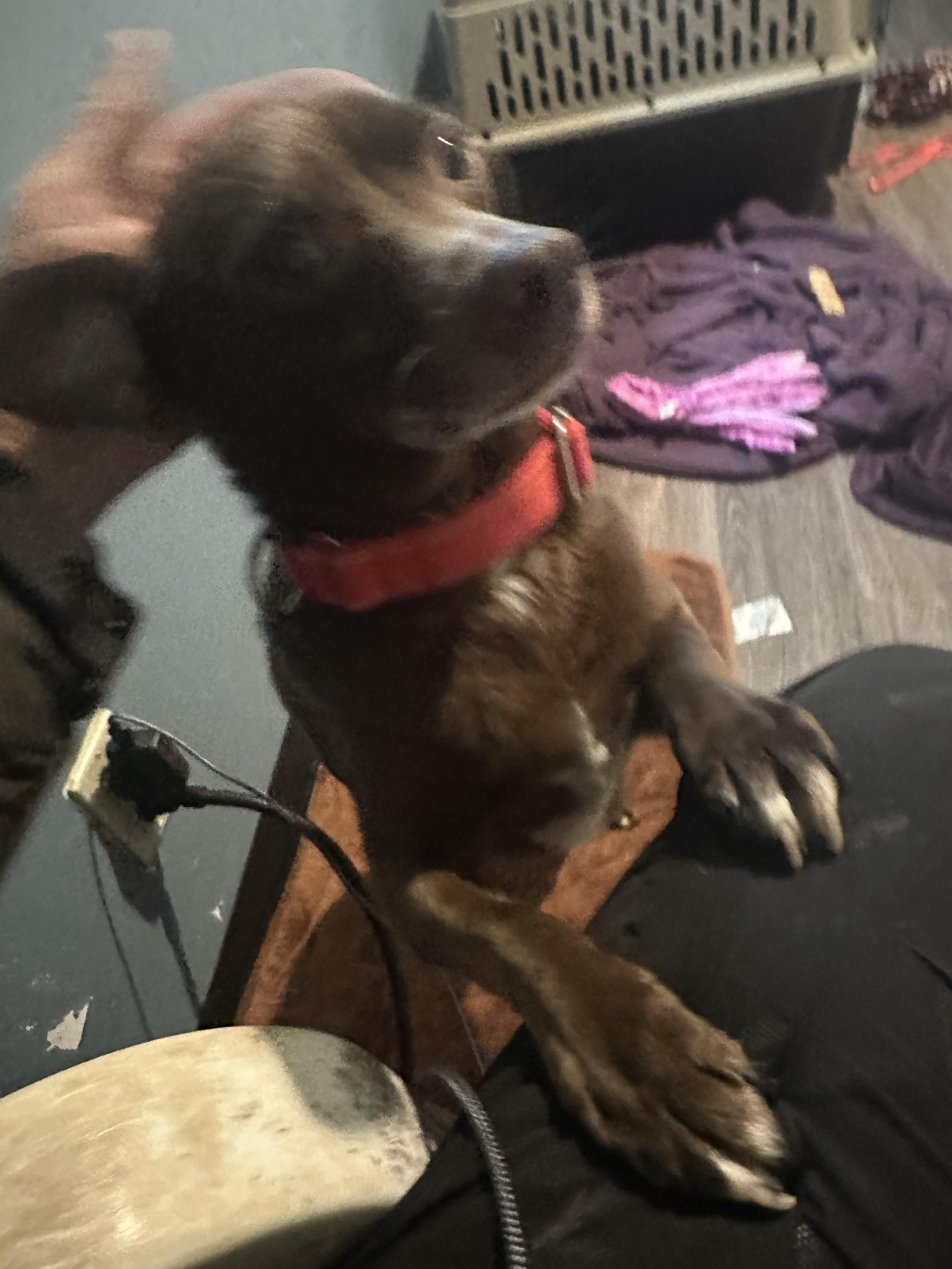 Toby, adopted, Adult Male Chocolate Labrador Retriever & Mixed Breed.