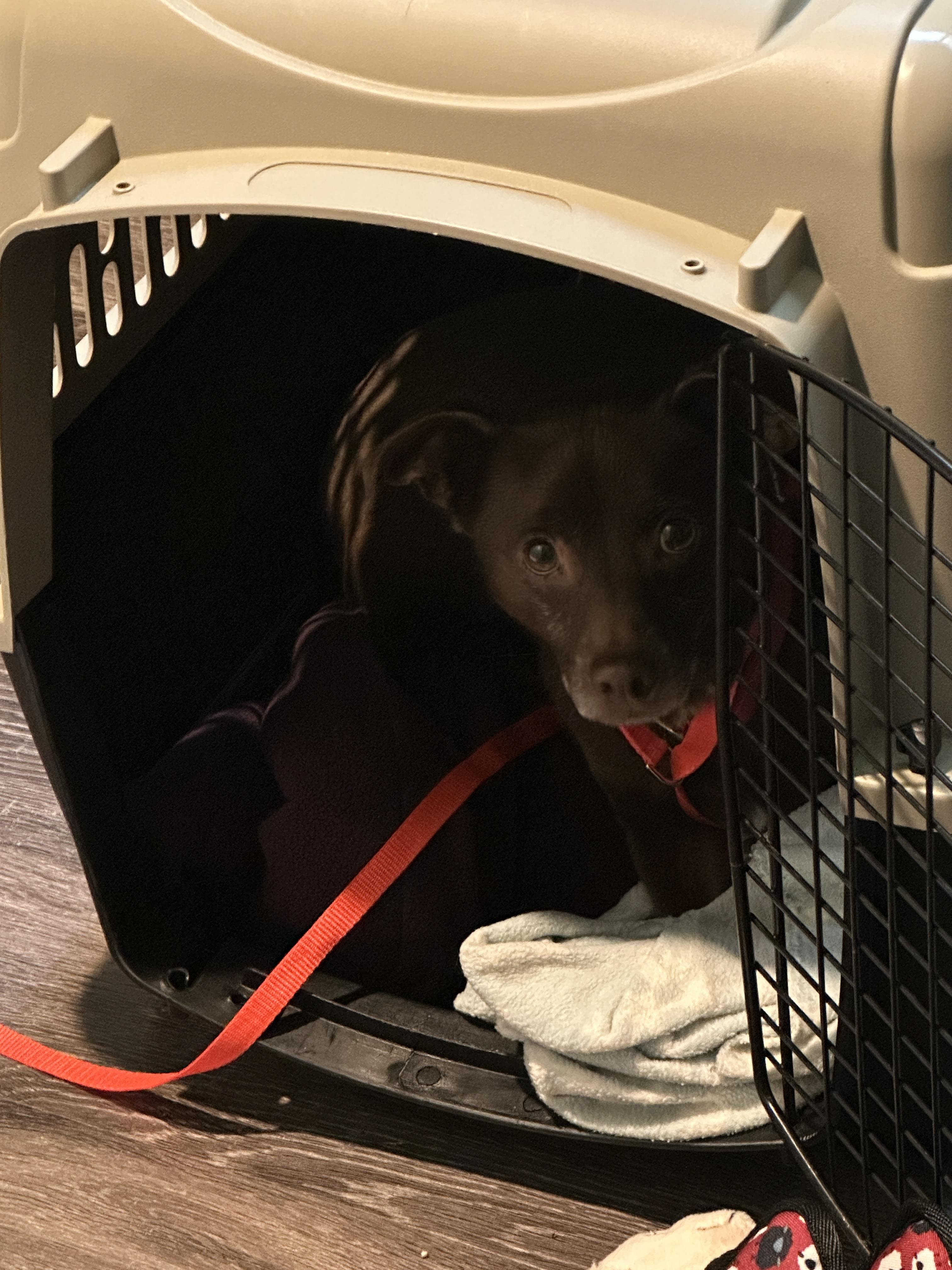 Enlarge Toby, an adopted mixed breed in Sheridan, OR image 3/4